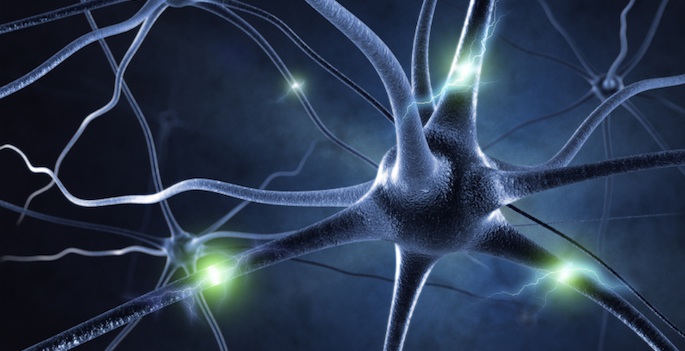 neuron